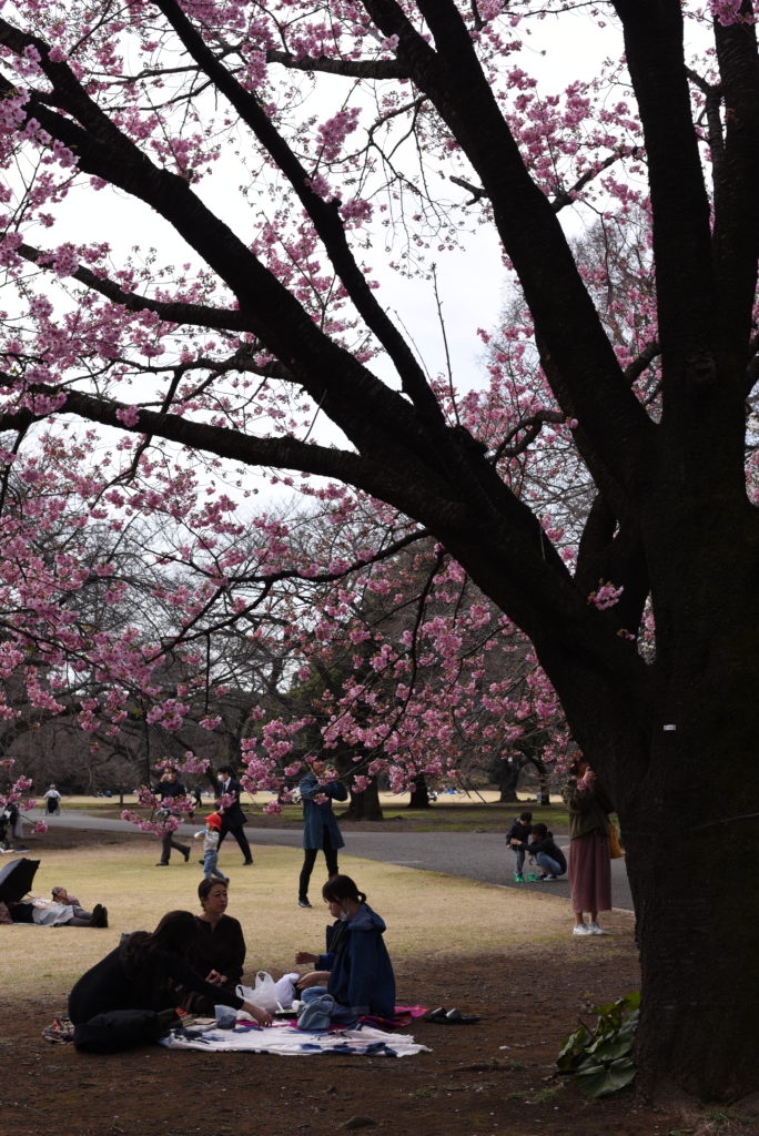 Hanami_Shinjuku_Goyen